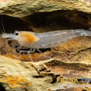 Snow Amanogarnele, Caridina multidentata "Snow" Expressversand